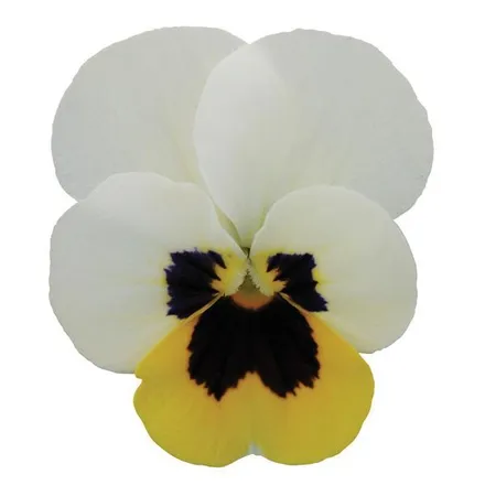 Виола Сорбет ХР Lemon Ice Blotch  - Viola Sorbet XP Lemon Ice Blotch  - Фото №1
