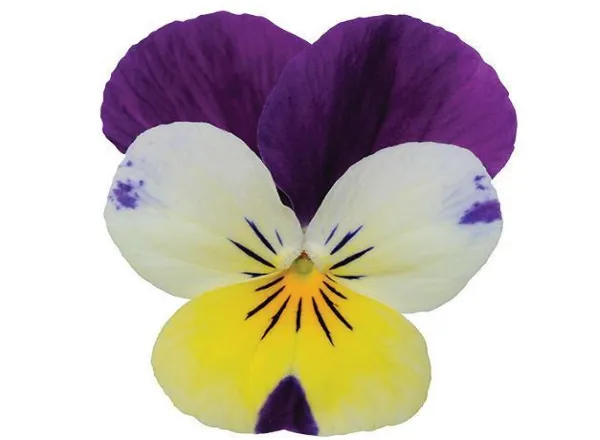 Виола Сорбест ХР Lemon Jump Up  - Viola Sorbet XP Lemon Jump Up  - Фото №1