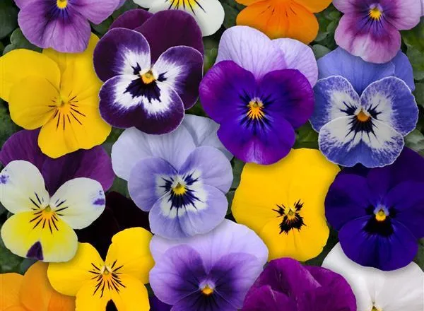 Виола Сорбет ХР Микс  - Viola Sorbet XP Mixture  - Фото №1