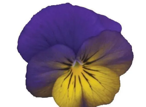 Виола Сорбет ХР Морфо - Viola Sorbet XP Morpho  - Фото №1