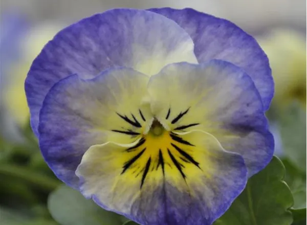 Виола Сорбет ХР Нептун - Viola Sorbet XP Neptune  - Фото №1