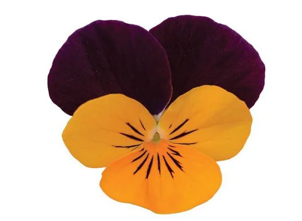 Виола Сорбет ХР Orange Jump Up  - Viola Sorbet XP Orange Jump Up  - Фото №1