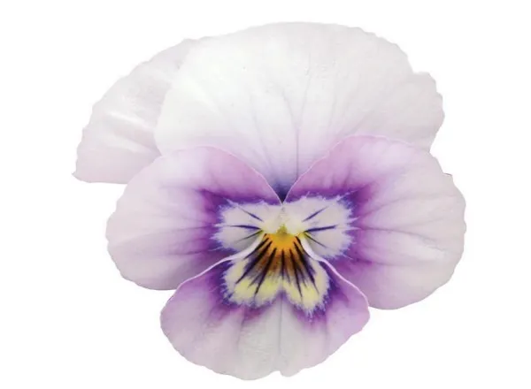 Виола Сорбет ХР Pink Halo  - Viola Sorbet XP Pink Halo  - Фото №1