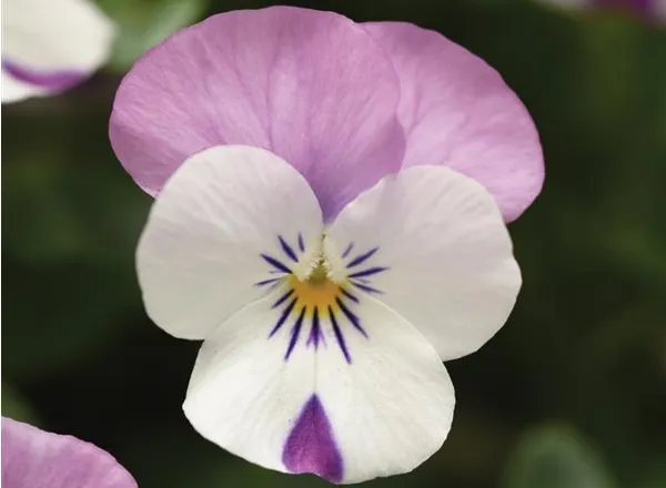 Виола Сорбет ХР Pink Wing  - Viola Sorbet XP Pink Wing  - Фото №1