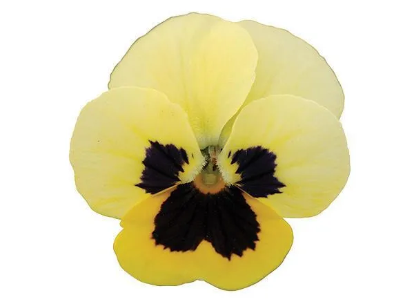 Виола Сорбет ХР Primrose Blotch   - Viola Sorbet XP Primrose Blotch  - Фото №1
