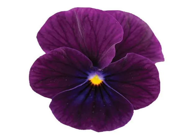 Виола Сорбет ХР Пурпур - Viola Sorbet XP Purple  - Фото №1