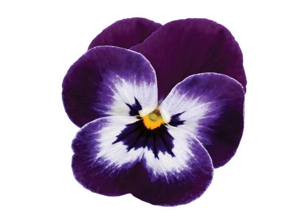 Виола Сорбет ХР Purple Face  - Viola Sorbet XP Purple Face  - Фото №1