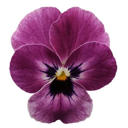 Виола Сорбет ХР Raspberry   - Viola Sorbet XP Raspberry  - Фото №1