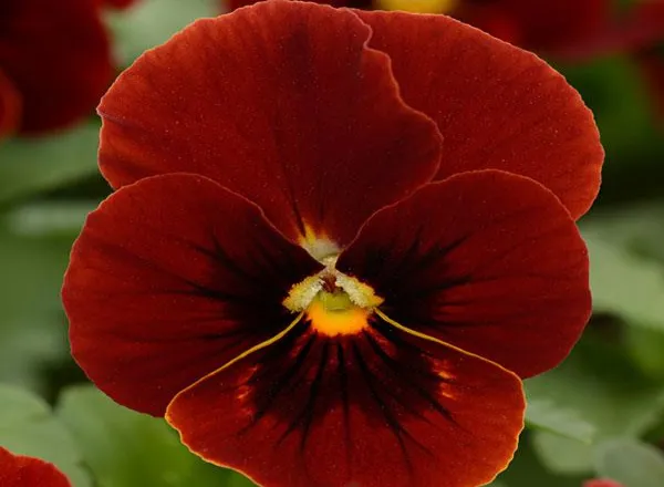 Виола Сорбет ХР Red Blotch  - Viola Sorbet XP Red Blotch  - Фото №1