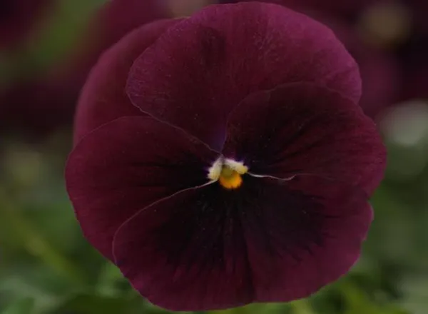 Виола Сорбет ХР Rose Blotch  - Viola cornuta F1 Sorbet XP Rose Blotch - Фото №1