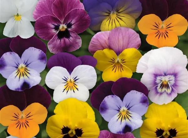 Виола Сорбет ХР Микс Весенней Селекции - Viola Sorbet XP Spring Select Mixture  - Фото №1