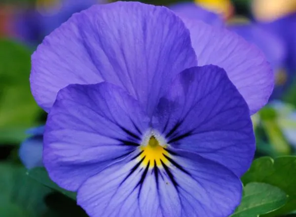 Виола Сорбет ХР True Blue  - Viola Sorbet XP True Blue  - Фото №1