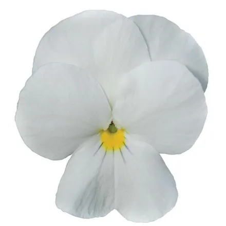 Виола Сорбет ХР Белый - Viola Sorbet XP White  - Фото №1
