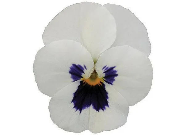 Виола Сорбет ХР White Blotch - Viola Sorbet XP White Blotch - Фото №1