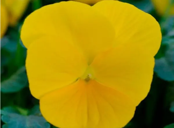 Виола Сорбет ХР Желтый - Viola Sorbet XP Yellow  - Фото №1