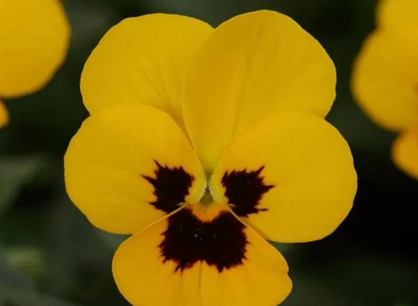 Виола Сорбет ХР Yellow Blotch  - Viola Sorbet XP Yellow Blotch  - Фото №1
