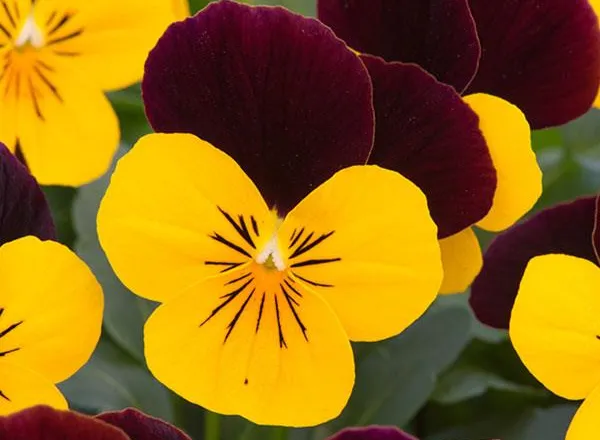 Виола Сорбет ХР Yellow Burgundy Jump Up  - Viola Sorbet XP Yellow Burgundy Jump Up  - Фото №1