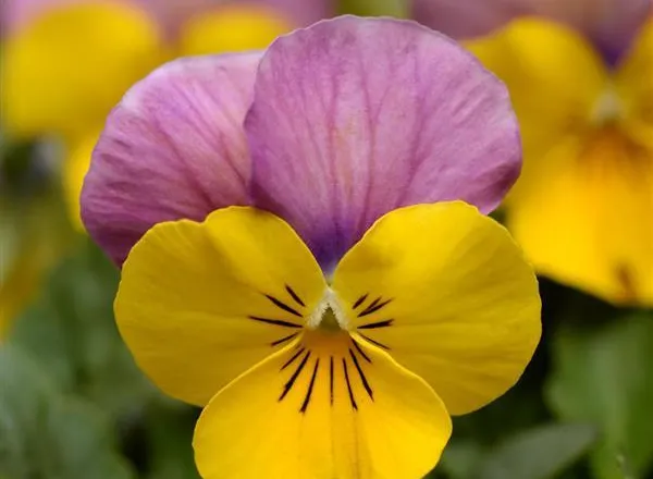 Виола Сорбет ХР Yellow Pink Jump Up   - Viola Sorbet XP Yellow Pink Jump Up  - Фото №1