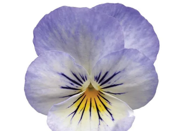 Виола Сорбет ХР YTT  - Viola Sorbet XP YTT  - Фото №1