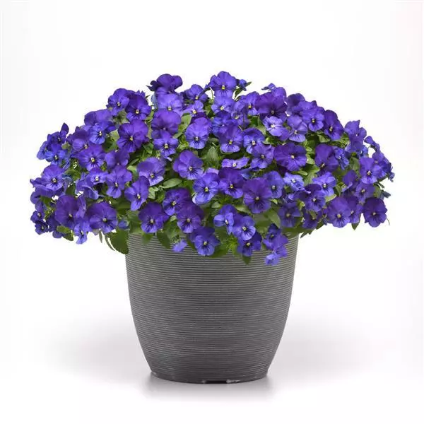 Виола стелющаяся Cool Wave Синяя - Viola x wittrockiana Cool Wave Blue - Фото №2