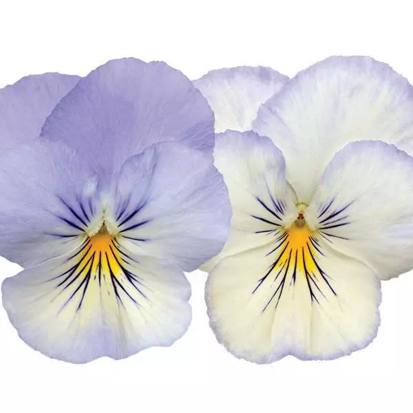 Виола стелющаяся Cool Wave Иней - Viola x wittrockiana Cool Wave Frost - Фото №2