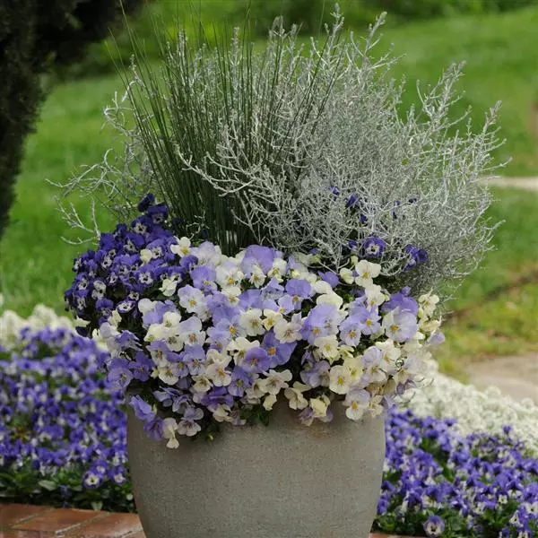 Виола стелющаяся Cool Wave Иней - Viola x wittrockiana Cool Wave Frost - Фото №3