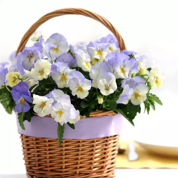 Виола стелющаяся Cool Wave Иней - Viola x wittrockiana Cool Wave Frost - Фото №4