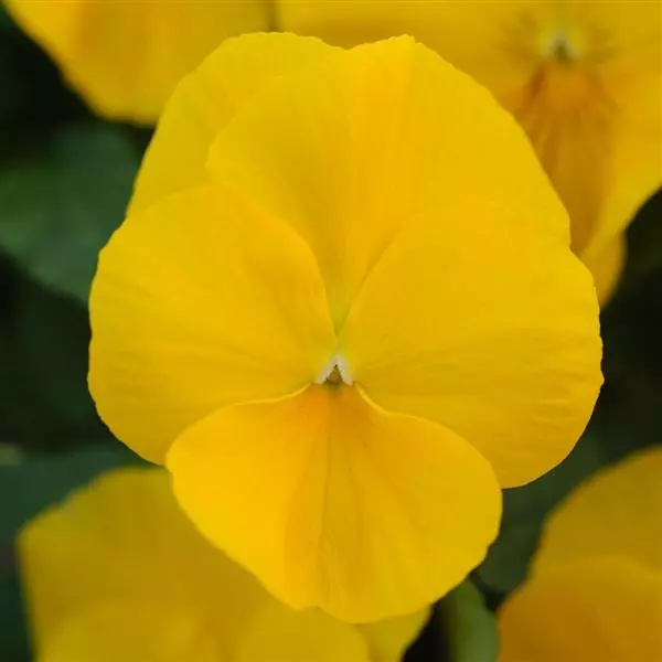 Виола стелющаяся Cool Wave Золотисто-жёлтая - Viola x wittrockiana Cool Wave Golden Yellow - Фото №2