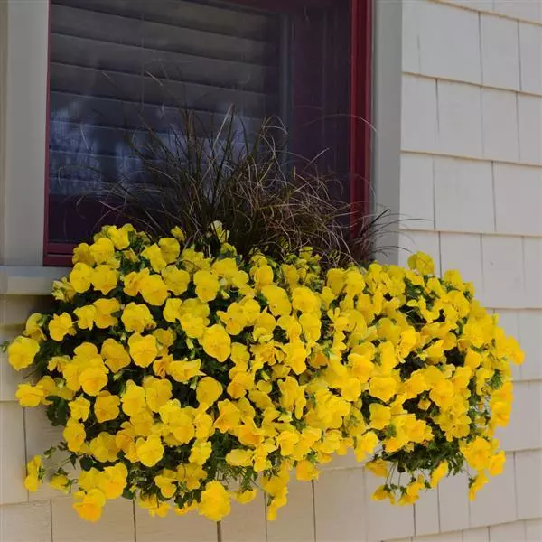 Виола стелющаяся Cool Wave Золотисто-жёлтая - Viola x wittrockiana Cool Wave Golden Yellow - Фото №3