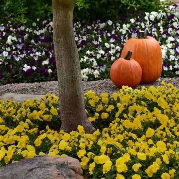 Виола стелющаяся Cool Wave Золотисто-жёлтая - Viola x wittrockiana Cool Wave Golden Yellow - Фото №4