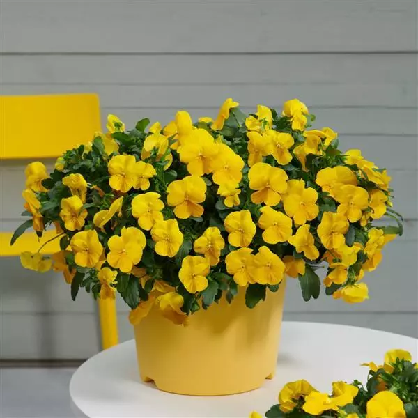 Виола стелющаяся Cool Wave Золотисто-жёлтая - Viola x wittrockiana Cool Wave Golden Yellow - Фото №5