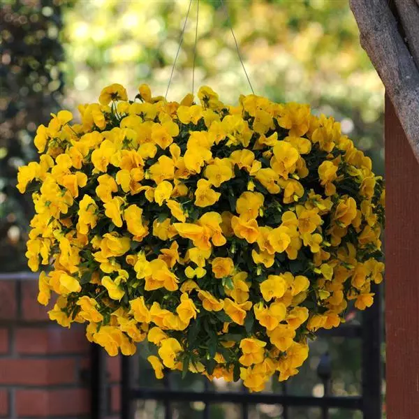 Виола стелющаяся Cool Wave Золотисто-жёлтая - Viola x wittrockiana Cool Wave Golden Yellow - Фото №1