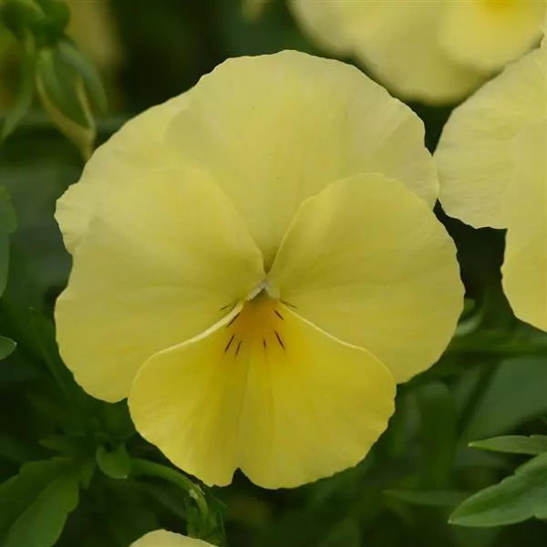 Виола стелющаяся Cool Wave Лимонная - Viola x wittrockiana Cool Wave Lemon - Фото №2