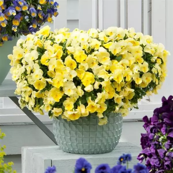 Виола стелющаяся Cool Wave Лимонная - Viola x wittrockiana Cool Wave Lemon - Фото №3