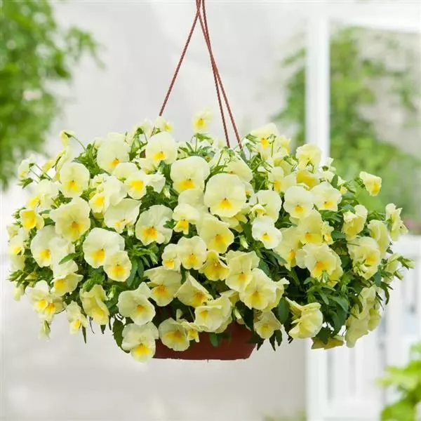 Виола стелющаяся Cool Wave Лимонная - Viola x wittrockiana Cool Wave Lemon - Фото №1