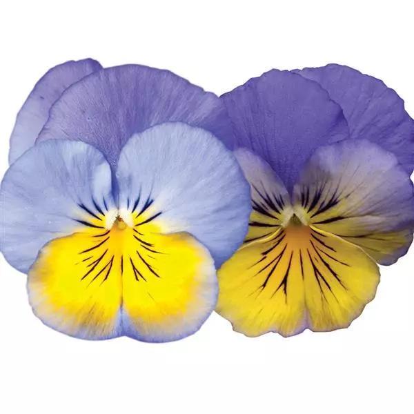 Виола стелющаяся Cool Wave Морфо - Viola x wittrockiana Cool Wave Morpho - Фото №2