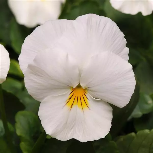 Виола стелющаяся Cool Wave Белая - Viola x wittrockiana Cool Wave White - Фото №2