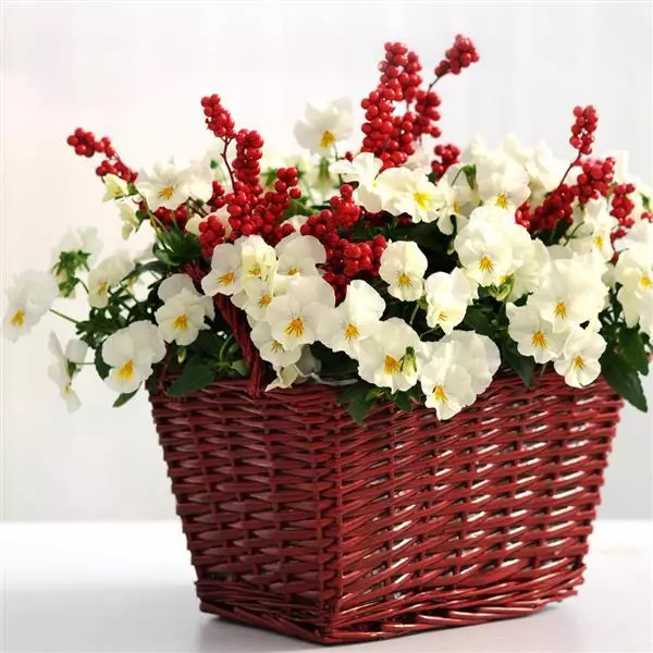 Виола стелющаяся Cool Wave Белая - Viola x wittrockiana Cool Wave White - Фото №4