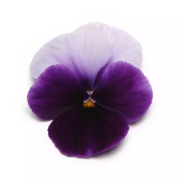 Виола Panola XP Биконсфилд - Viola x wittrockiana Panola XP Beaconsfield - Фото №1