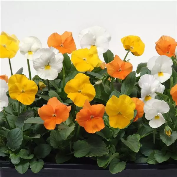 Виола Panola XP Цитрусовая смесь - Viola x wittrockiana Panola XP Citrus Mixture - Фото №2