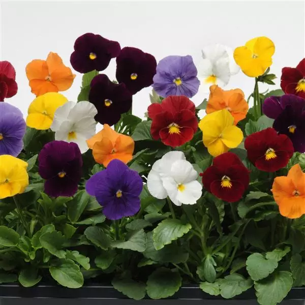 Виола Panola XP Смесь чистых окрасок - Viola x wittrockiana Panola XP Clear Mixture - Фото №2