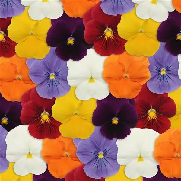 Виола Panola XP Смесь чистых окрасок - Viola x wittrockiana Panola XP Clear Mixture - Фото №1
