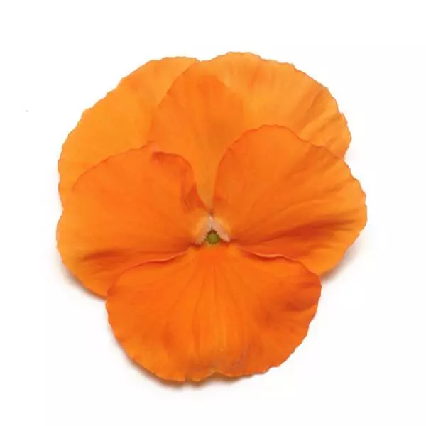 Виола Panola XP Тёмно-оранжевая - Viola x wittrockiana Panola XP Deep Orange - Фото №1