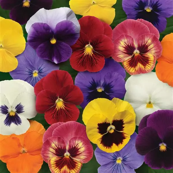Виола Panola XP Смесь - Viola x wittrockiana Panola XP Mixture - Фото №1