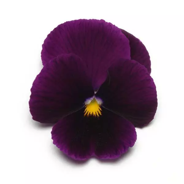 Виола Panola XP Фиолетовая - Viola x wittrockiana Panola XP Purple - Фото №1