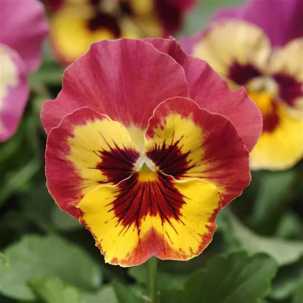 Виола Panola XP Розовая с каймой - Viola x wittrockiana Panola XP Rose Picotee - Фото №1