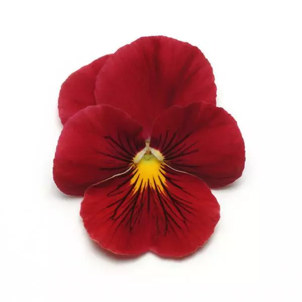 Виола Panola XP Алая - Viola x wittrockiana Panola XP Scarlet - Фото №1