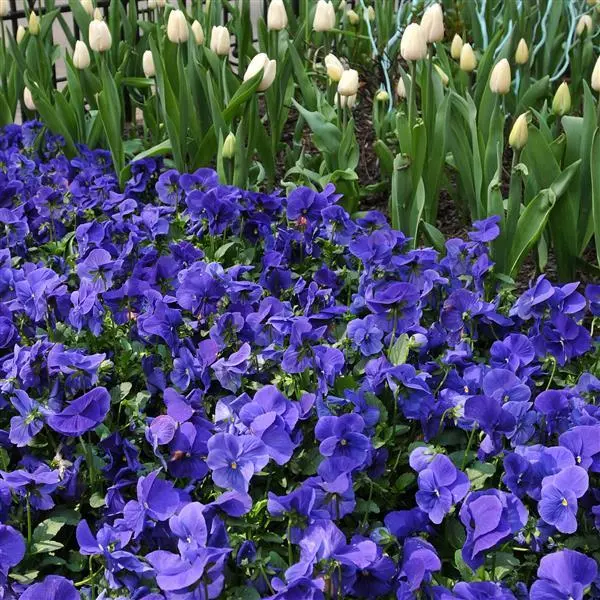 Виола Panola XP Чисто-синяя - Viola x wittrockiana Panola XP True Blue - Фото №4