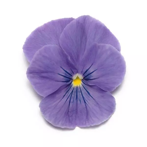 Виола Panola XP Чисто-синяя - Viola x wittrockiana Panola XP True Blue - Фото №1