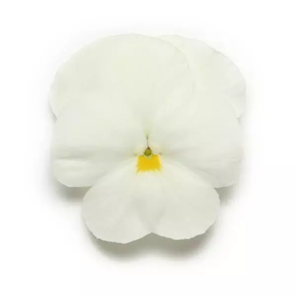 Виола Panola XP Белая - Viola x wittrockiana Panola XP White - Фото №1